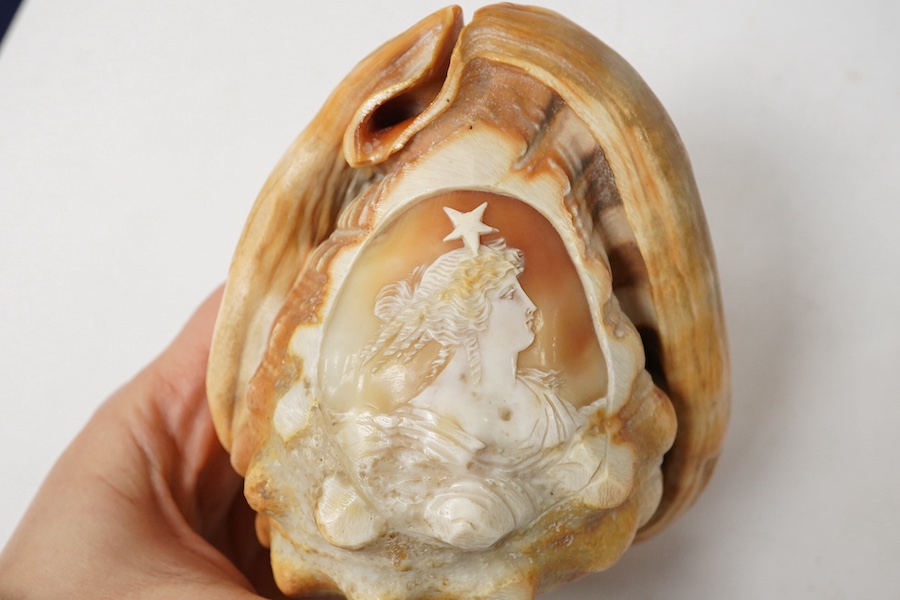 Two Neopolitan conch shells with carved cameo cartouches of Victorian ladies faces with stars above. 13.5cm high., Condition - good